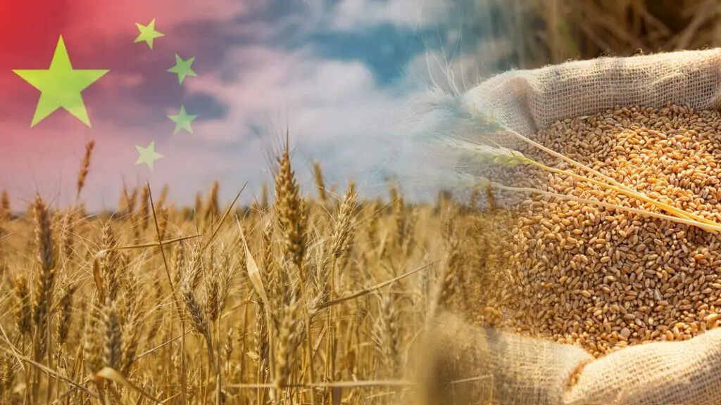 الصين تستعد لحصاد وفير من الحبوب والبذور الزيتية