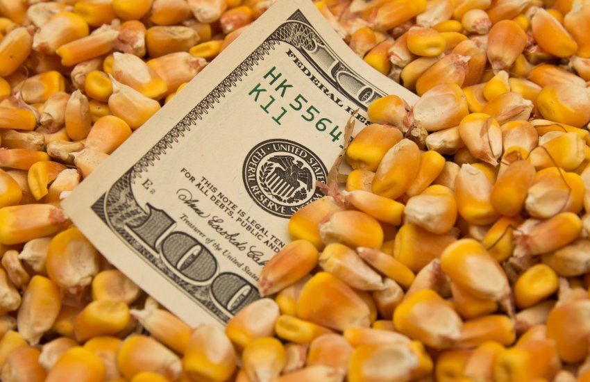 152-150 دولارًا للطن.. أسعار الذرة في أوكرانيا تحت ضغط انخفاض الأسعار العالمية