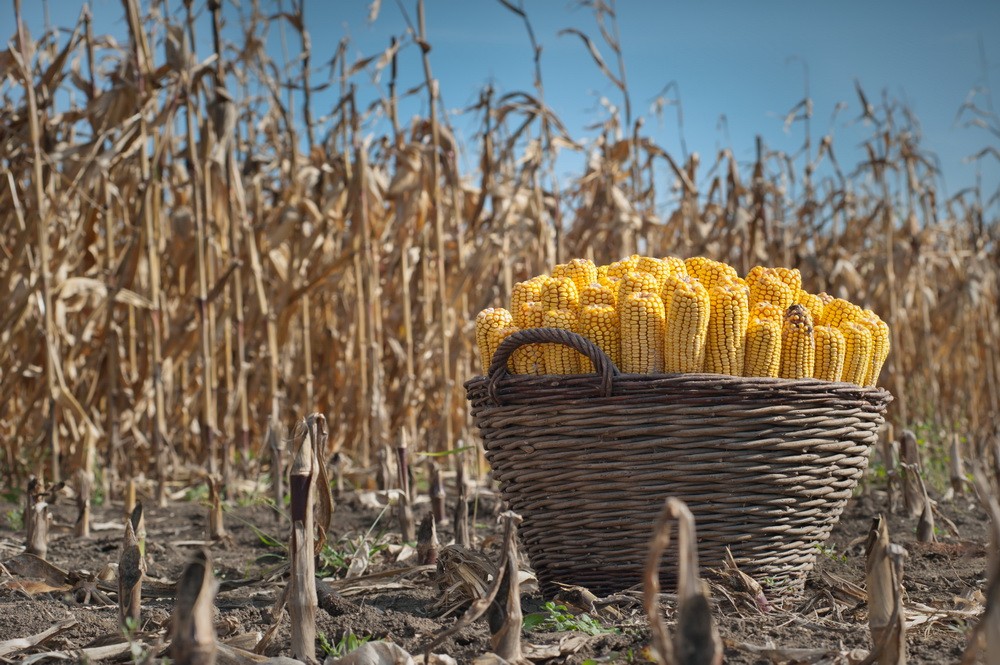 الزراعة الأمريكية تخفض تقديرات إنتاج الذرة في البرازيل إلى 122 مليون طن