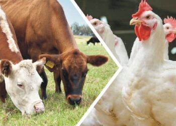 الزراعة توجه 15 نصيحة لمربى ومنتجى الثروة الحيوانية والداجنة لمواجهة الموجة الحارة