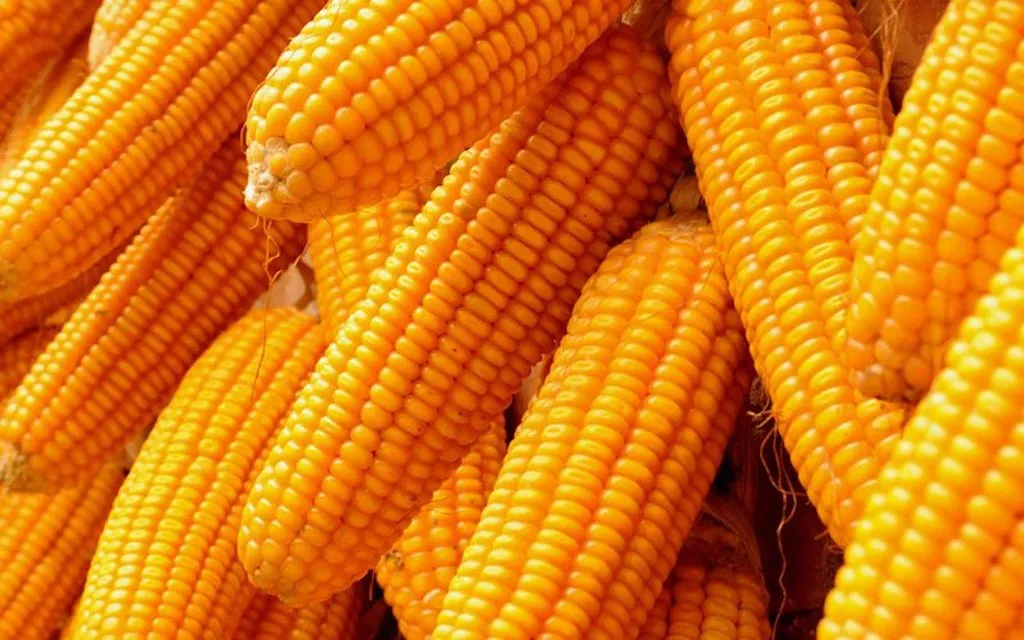 الولايات المتحدة تعلن عن مبيعات قدرها 209.900 طن من الذرة إلى المكسيك