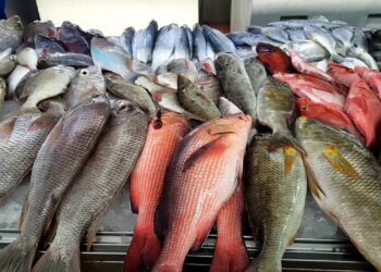 أسعار السمك اليوم الخميس في سوق العبور للجملة