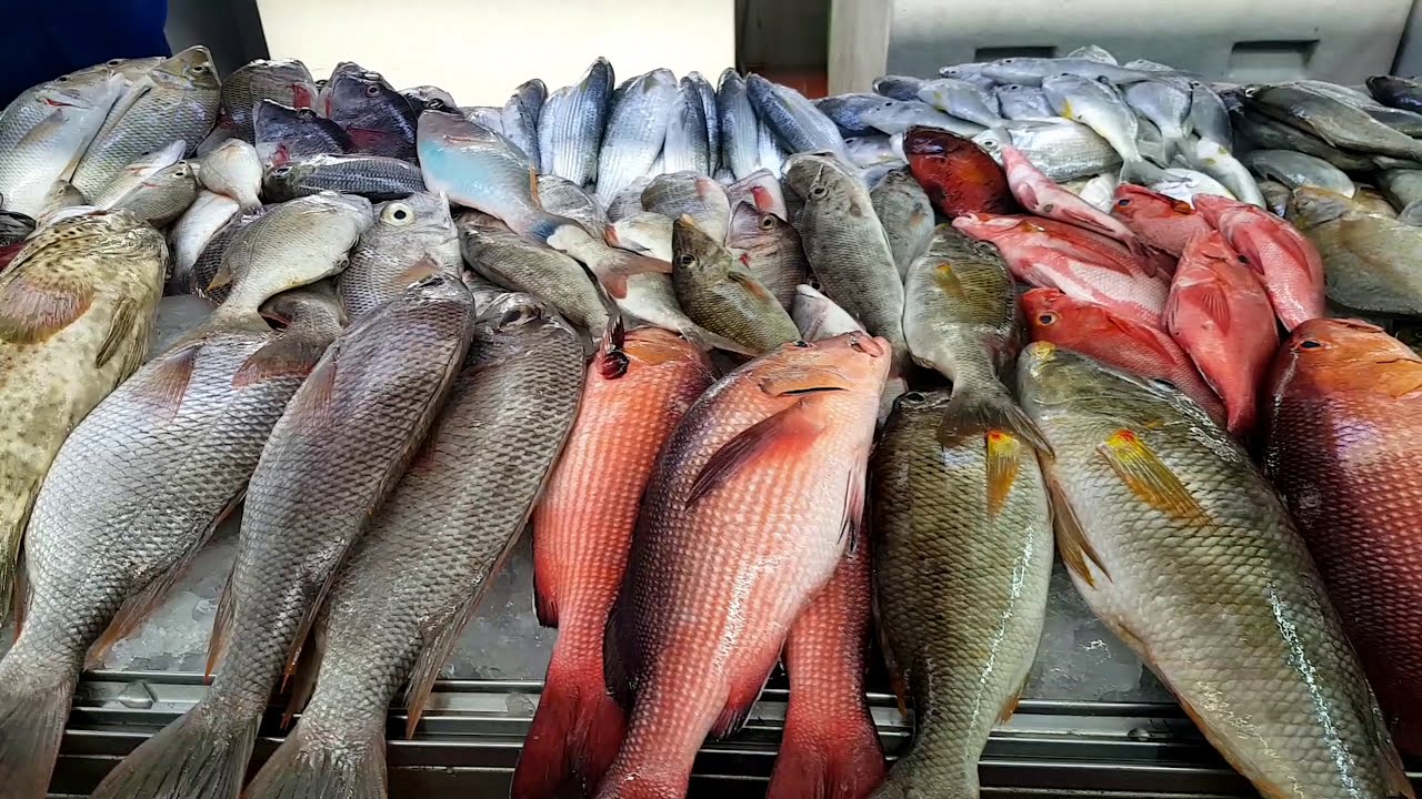 أسعار السمك اليوم الخميس في سوق العبور للجملة