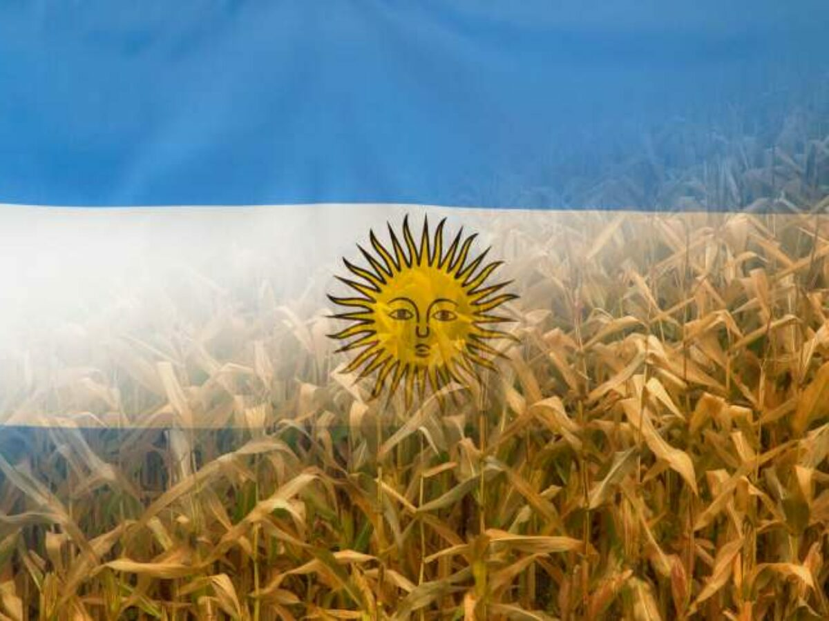 الأرجنتين تحصد 19.8% من الذرة وفول الصويا يصل إلى 25.5%