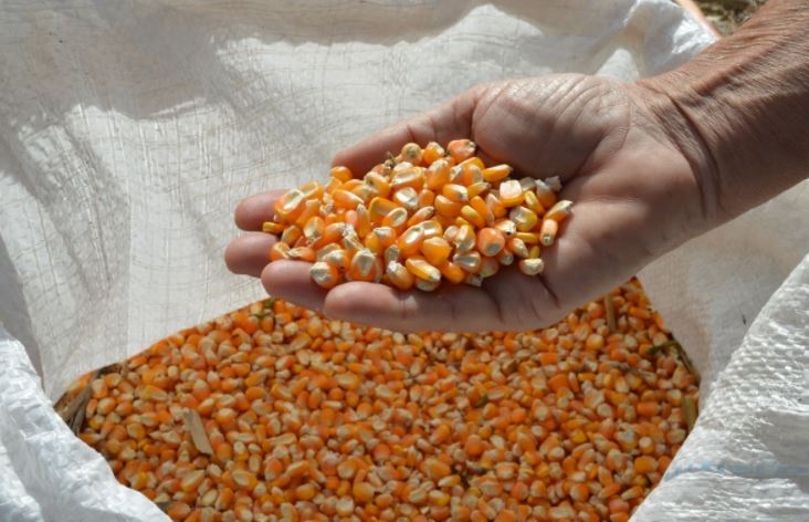الولايات المتحدة تعلن عن مبيعات 216.5 ألف طن من الذرة إلى المكسيك