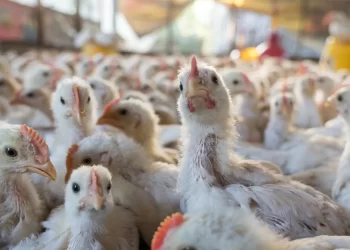 خاص| أحمد رمزي: التربية المنزلية تعود بشراسة.. وارتفاع في أسعار الدواجن الفترة المقبلة لهذه الأسباب