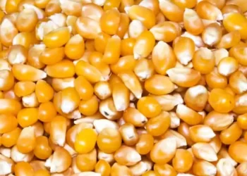 العقود الآجلة للذرة تتراجع بشكل طفيف في ختام التداولات الأسبوعية