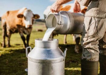 عبد الرؤوف الجوهري يكشف أسماء المصانع الرافضة استلام شحنات الألبان من المربين