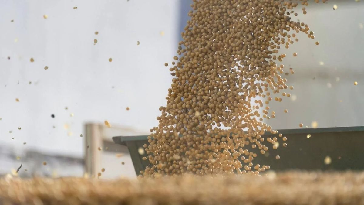 مجلس الحبوب الدولي يتوقع زيادة محصول فول الصويا العالمي في الفترة 2024-2025