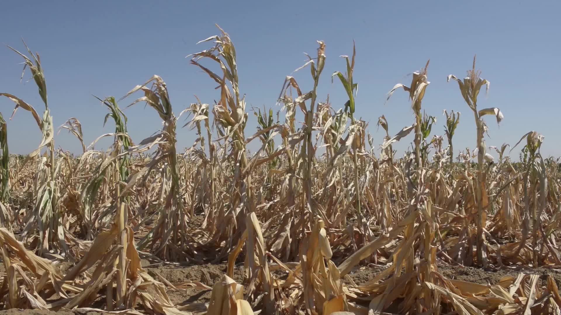 ظاهرة النينيو تؤثر سلبًا على محاصيل الذرة والقمح في البرازيل في موسم 2023-24