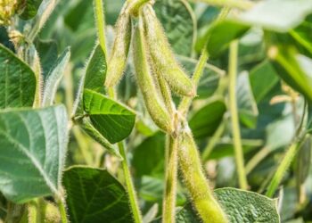 الزراعة تصدر نشرة بأهم النصائح والتوصيات لمزارعي فول الصويا خلال يونيو