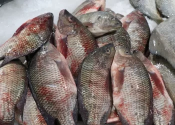 خاص| عن مقاطعة الأسماك.. كاوادايس فيد: القطاع يتأثر وسينعكس سلباً علي موسم الإنتاج القادم