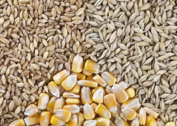 روسيا تزيد حصتها من صادرات الحبوب بمقدار 5 ملايين طن