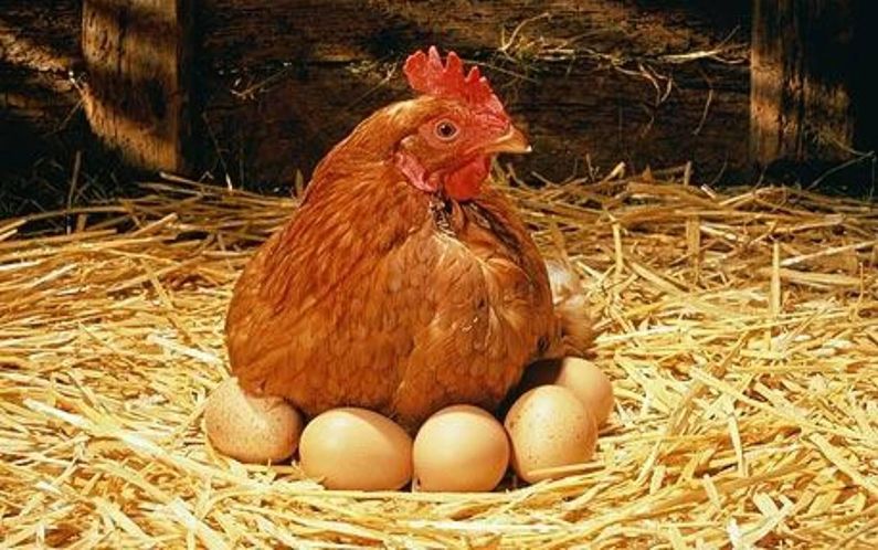 أنفلونزا الطيور تضرب منتجي البيض في الولايات المتحدة مرة أخرى