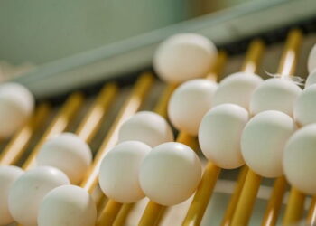 صرح أستاذ محسن السيد مسؤول بمصنع رشاد حمزة ،  أن ارتفاع سعر طبق البيض