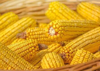 الزراعة الأمريكية تتوقع انخفاضا بنسبة 15٪ في إنتاج الذرة التركية في موسم 2024-2025