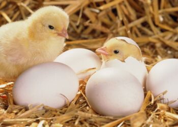 خبير بسوق الكتاكيت: بشاير الإنتاج خرجت للنور والتكلفة الفعلية للكتكوت لاتتخطى ١٥جنيه