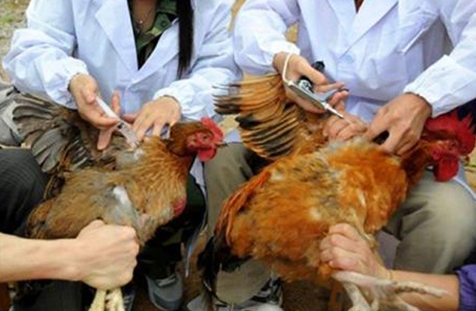 تحصين 194 ألفًا و550 طائرًا ضد مرض إنفلونزا الطيور في الشرقية