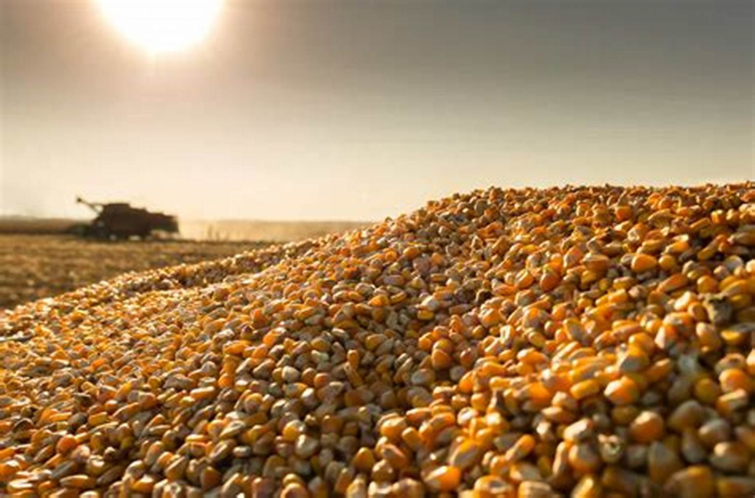 صادرات الذرة البرازيلية تصل لـ29.073 طن في الأسابيع الأولى من أبريل.. وسعر الطن يسجل 341.90 دولارًا