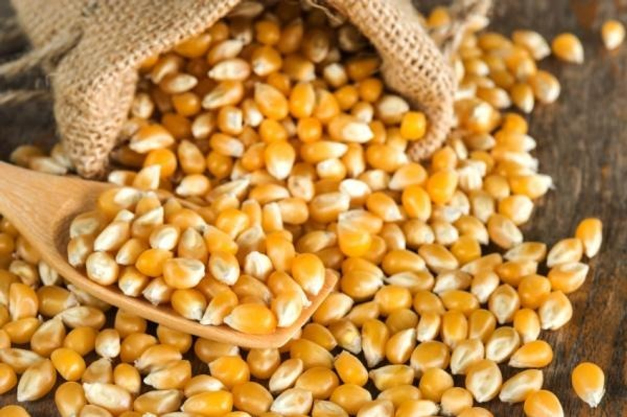 صادرات الحبوب الأوكرانية تتجاوز 39 مليون طن في العام 2023-24