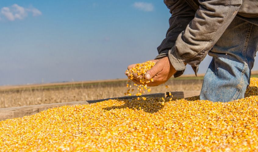 تراجع صادرات باراجواي من الذرة بنسبة 34% في الربع الأول بسبب انخفاض الإنتاج والأسعار