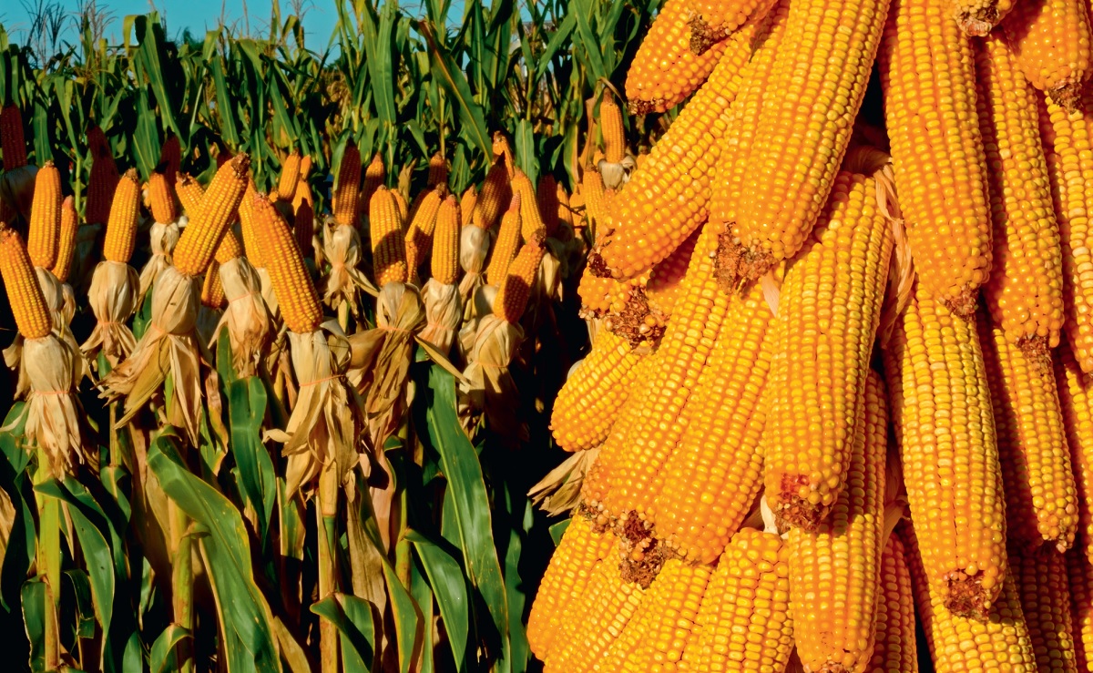 كوريا الجنوبية تتعاقد على شراء 140 ألف طن من الذرة في مناقصة دولية