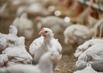 إستشاري أمراض الدواجن لـ "لمربين": 4 خطوات يجب اتباعها عند بدء عملية تسكين جديدة