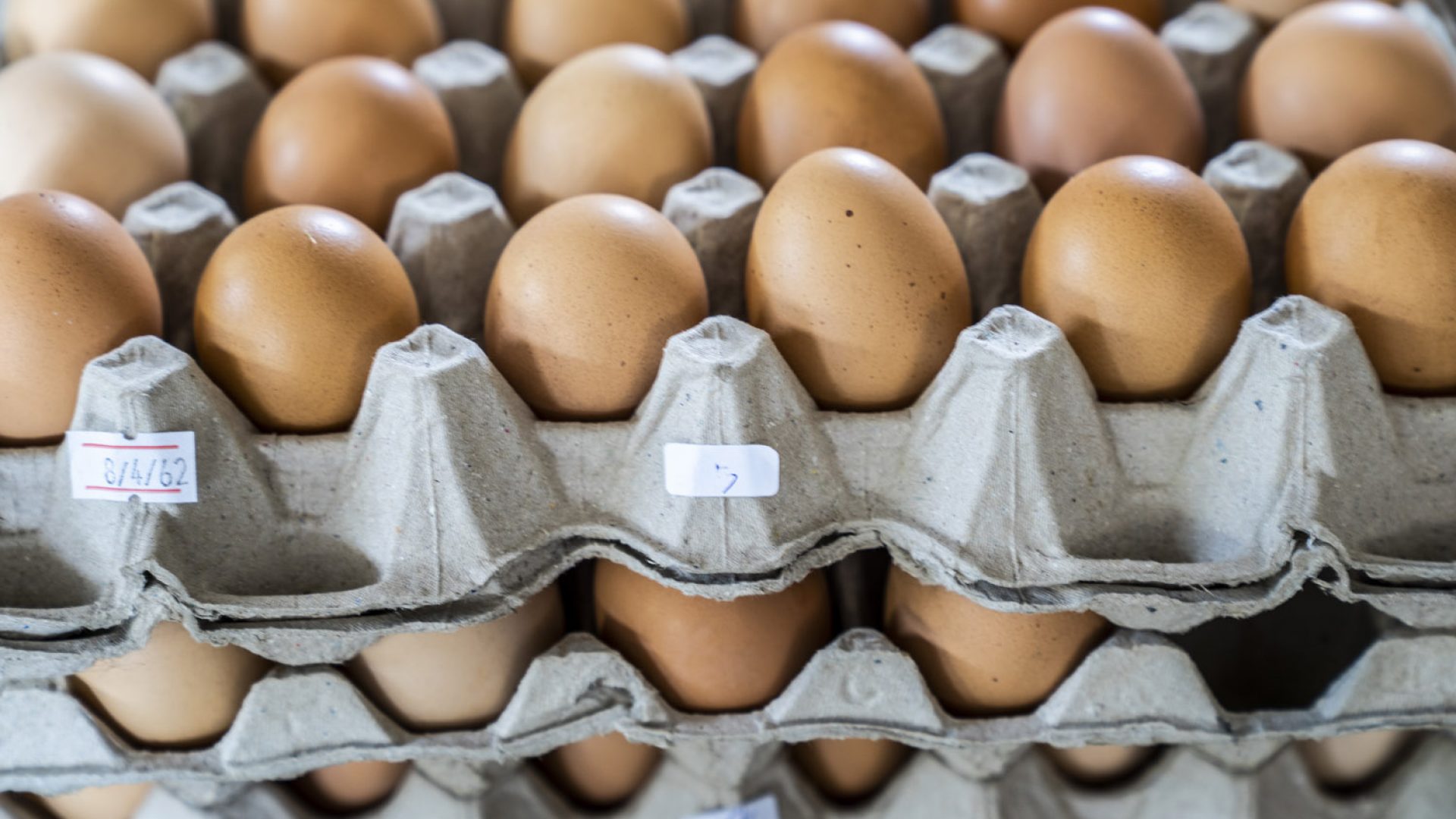 خاص| تاجر بيض مائدة: أسعار البيض لن تعاود الارتفاع وسعر الكرتونة 110-130 جنيه طوال العام