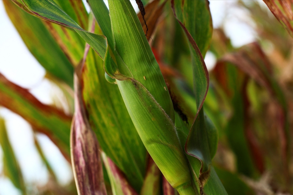الطقس البارد ينقذ محصول الذرة في ثالث أكبر مصدر في العالم من حشرة نطاطات الأوراق