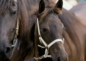 الهربس في الخيول بقلم: الدكتور / رنده عبد الرحمن حسن قسم الباثولوجي -- معهد بحوث الصحه الحيوانية ارتبطوا هذه الخيل فإنها دعوه ابيكم اسماعيل