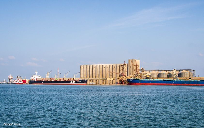 ميناء دمياط يستقبل و 4307 طن ذرة و 2969 رأس ماشية