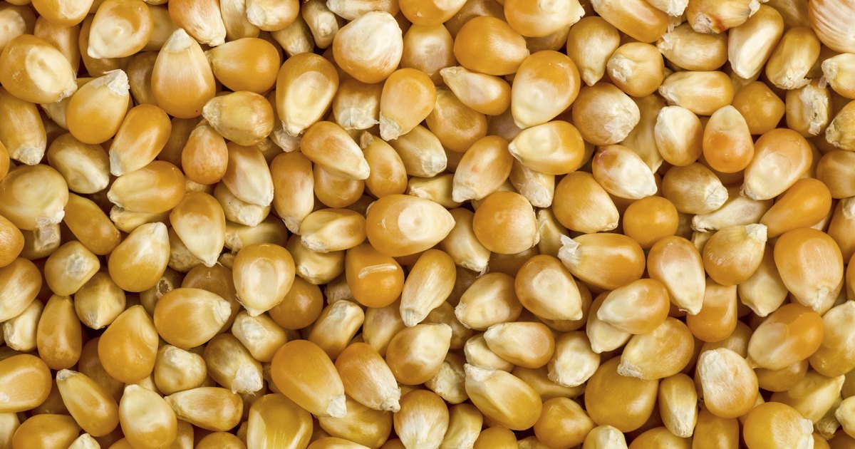 وزارة الزراعة الأمريكية تعلن عن مبيعات جديدة من الذرة تقدر بـ 405 ألف طن إلى المكسيك