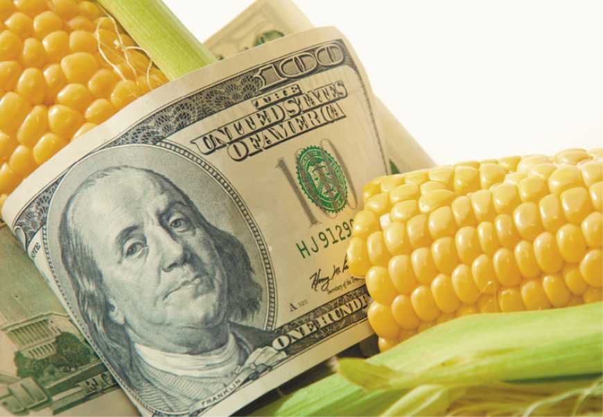 مشاكل زراعة محصول الحبوب في أمريكا الجنوبية تدفع سوق الذرة في أوكرانيا إلى الارتفاع