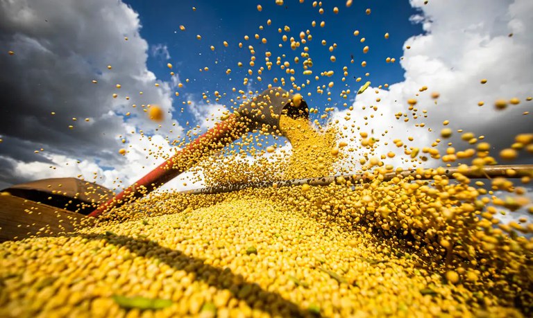 كوناب تتوقع انخفاض إنتاج الحبوب البرازيلي إلى 295.45 مليون طن في الموسم الجاري