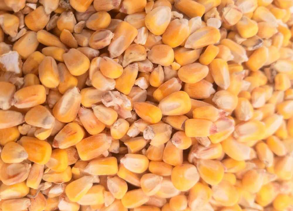 صادرات الحبوب الأوكرانية تتجاوز 45 مليون طن في الموسم الحالي