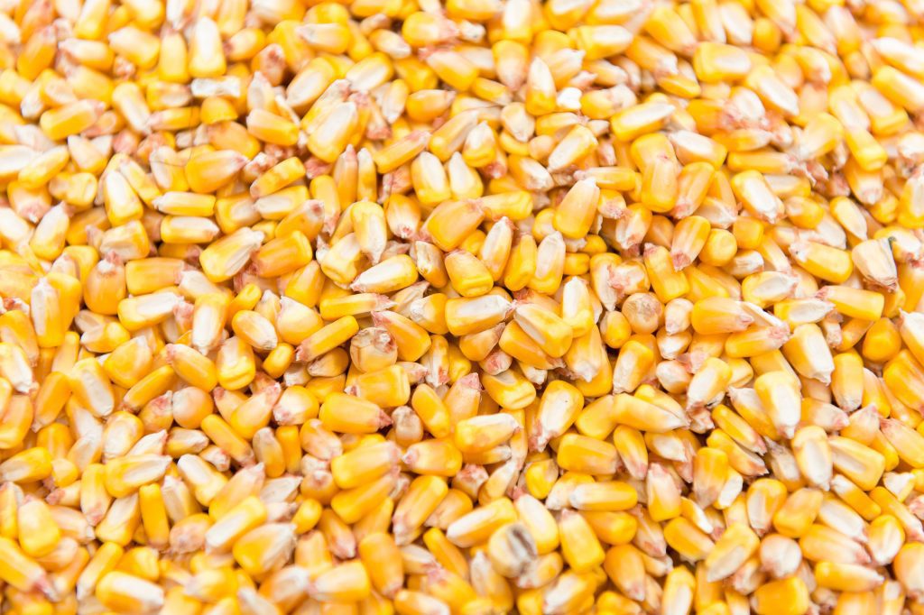 عمليات التفتيش الأسبوعية على الذرة في الموانئ الأمريكية تنخفض بنسبة 1%