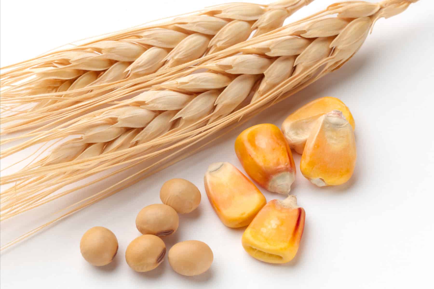اتحاد الحبوب الأوكراني يتوقع إنتاج 25.5 مليون طن من الذرة و5.5 مليون طن فول الصويا