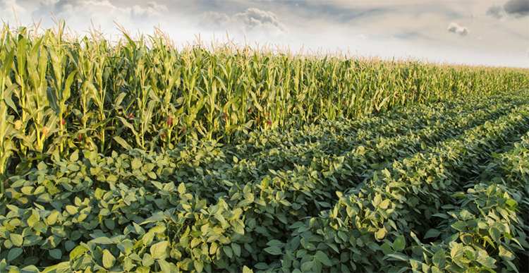 الولايات المتحدة تنتهي من زراعة 27% من الذرة وفول الصويا يصل إلى 18%