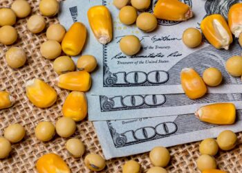 خاص| الدقهلية للدواجن: ارتفاع طفيف بأسعار الخامات.. والسوق منتبه لما يحدث