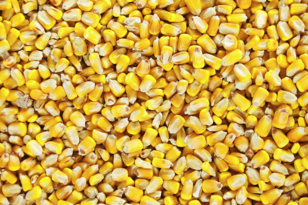 صادرات الذرة الأوكرانية تسجل 4.136 مليون طن في أبريل
