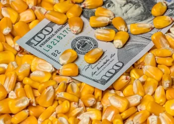 العقود الآجلة للذرة تغلق على ارتفاع جماعي بعد بيانات عن الصقيع في أوكرانيا ومخاوف بشأن الإمدادات من البحر الأسود