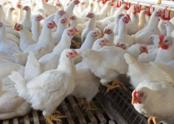 خاص| عبد المغيث: نقص المعروض وراء ارتفاع أسعار الدواجن.. والكيلو يسجل 85 جنيه أرض المزرعة