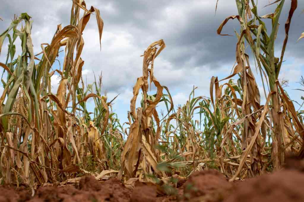 أسوأ موجة جفاف منذ 4 عقود تخفض إنتاج الذرة في زيمبابوي بنسبة 72%