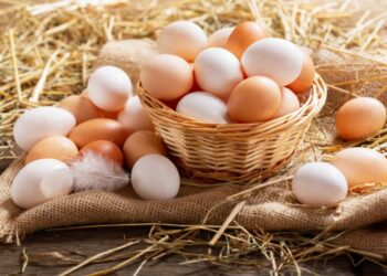 خاص| شعبة بيض المائدة: أزمة عالمية في قطعان الأمهات البياض.. والكتكوت عمر يوم يسجل 100 جنيها