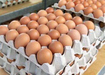 سعر البيض اليوم