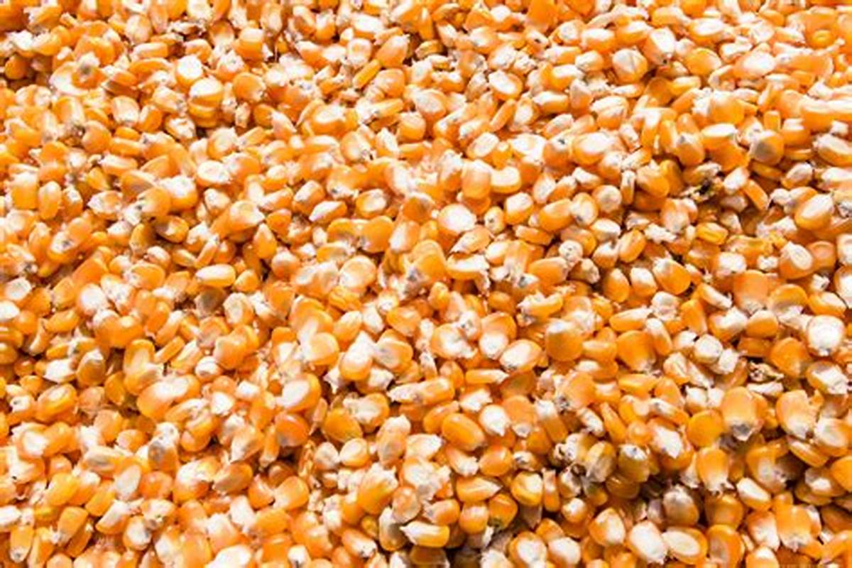 عمليات التفتيش الأسبوعية على الذرة في الموانئ الأمريكية تنخفض بنسبة 1%.. ضمن توقعات السوق