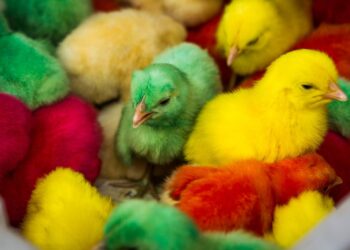 خاص| عبد السلام حجازي يكشف أسباب ارتفاع أسعار الكتاكيت في الاسواق