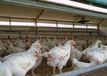 خاص| عبد المغيث: إفطار الأقباط وراء ارتفاع كيلو الفراخ البيضاء بالمزارع