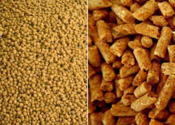 مصر تتطلع إلى العمل مع بيلاروسيا في إنتاج أعلاف الماشية