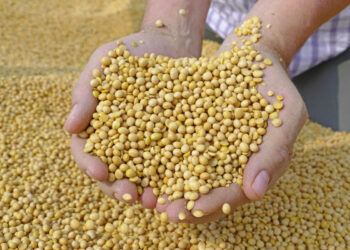 مصنع الأنوار للصويا